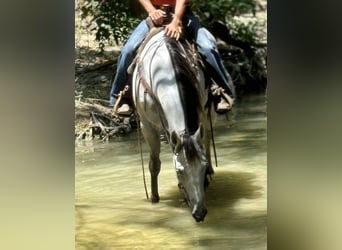 Caballo cuarto de milla, Yegua, 5 años, 152 cm, Tordo