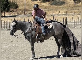 Caballo cuarto de milla, Yegua, 5 años, 152 cm, Tordo rodado