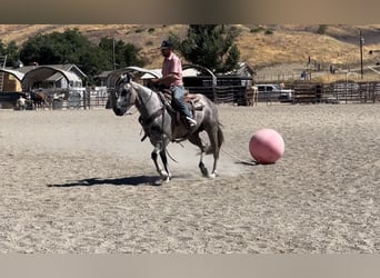 Caballo cuarto de milla, Yegua, 5 años, 152 cm, Tordo rodado