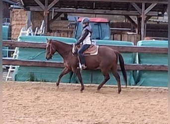 Caballo cuarto de milla, Yegua, 5 años, 153 cm, Alazán-tostado