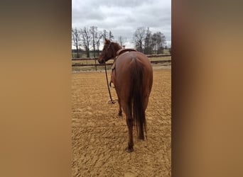 Caballo cuarto de milla, Yegua, 5 años, 153 cm, Alazán-tostado