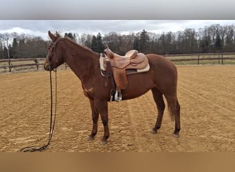 Caballo cuarto de milla, Yegua, 5 años, 153 cm, Alazán