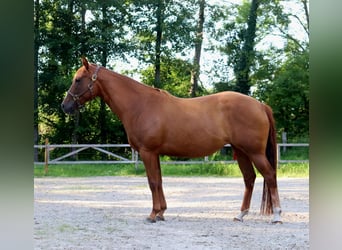 Caballo cuarto de milla, Yegua, 5 años, 154 cm, Alazán