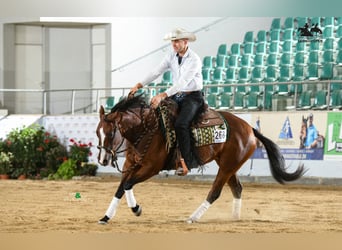 Caballo cuarto de milla, Yegua, 5 años, 154 cm, Castaño