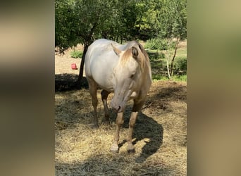Caballo cuarto de milla, Yegua, 5 años, 154 cm, Champán