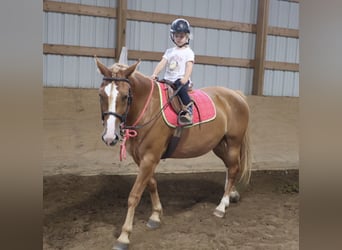 Caballo cuarto de milla Mestizo, Yegua, 5 años, 155 cm, Alazán-tostado