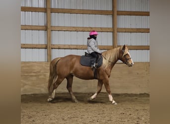 Caballo cuarto de milla Mestizo, Yegua, 5 años, 155 cm, Alazán-tostado