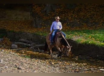 Caballo cuarto de milla, Yegua, 5 años, 155 cm, Buckskin/Bayo