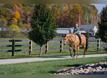 Caballo cuarto de milla, Yegua, 5 años, 155 cm, Buckskin/Bayo