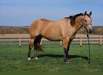 Caballo cuarto de milla, Yegua, 5 años, 155 cm, Buckskin/Bayo