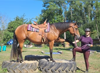Caballo cuarto de milla Mestizo, Yegua, 5 años, 155 cm, Castaño
