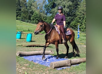 Caballo cuarto de milla Mestizo, Yegua, 5 años, 155 cm, Castaño