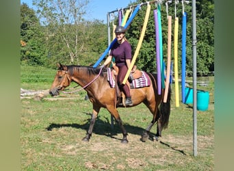 Caballo cuarto de milla Mestizo, Yegua, 5 años, 155 cm, Castaño