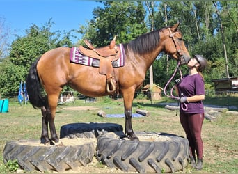 Caballo cuarto de milla Mestizo, Yegua, 5 años, 155 cm, Castaño