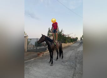 Caballo cuarto de milla, Yegua, 5 años, 155 cm, Castaño
