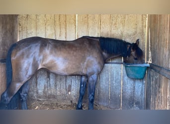 Caballo cuarto de milla, Yegua, 5 años, 155 cm, Castaño
