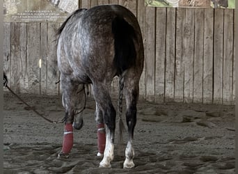 Caballo cuarto de milla, Yegua, 5 años, 155 cm, Tordo