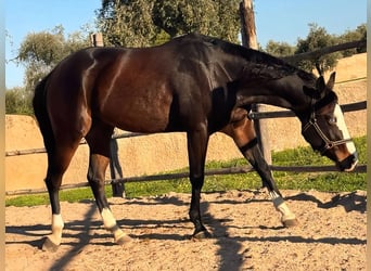 Caballo cuarto de milla, Yegua, 5 años, 156 cm, Castaño