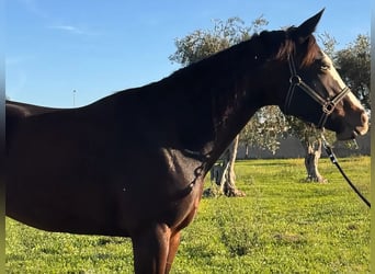 Caballo cuarto de milla, Yegua, 5 años, 156 cm, Castaño