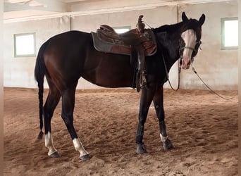 Caballo cuarto de milla, Yegua, 5 años, 156 cm, Castaño