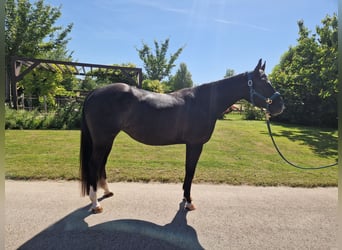 Caballo cuarto de milla, Yegua, 5 años, 156 cm, Negro
