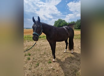 Caballo cuarto de milla, Yegua, 5 años, 156 cm, Negro