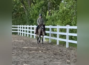 Caballo cuarto de milla Mestizo, Yegua, 5 años, 157 cm, Buckskin/Bayo