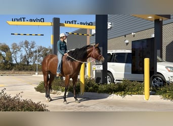 Caballo cuarto de milla, Yegua, 5 años, 157 cm, Castaño rojizo