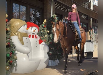 Caballo cuarto de milla, Yegua, 5 años, 157 cm, Castaño rojizo