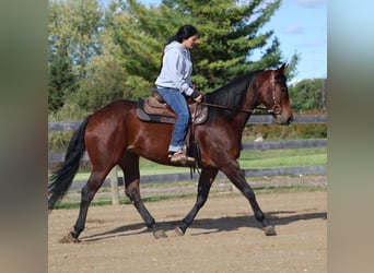 Caballo cuarto de milla, Yegua, 5 años, 157 cm, Castaño rojizo