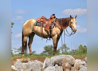 Caballo cuarto de milla, Yegua, 5 años, 157 cm, Champán