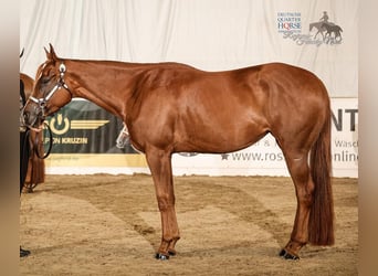 Caballo cuarto de milla, Yegua, 5 años, 158 cm, Alazán