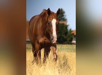 Caballo cuarto de milla, Yegua, 5 años, 159 cm, Alazán