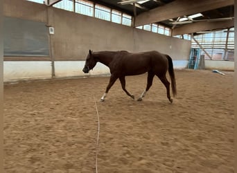 Caballo cuarto de milla, Yegua, 5 años, 160 cm, Alazán-tostado