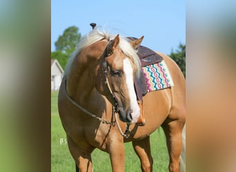 Caballo cuarto de milla, Yegua, 5 años, 160 cm, Palomino