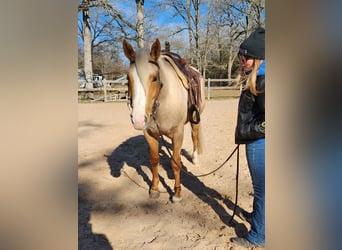 Caballo cuarto de milla, Yegua, 5 años, 160 cm, Palomino