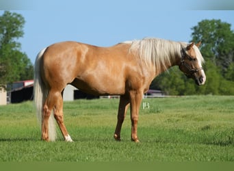 Caballo cuarto de milla, Yegua, 5 años, 160 cm, Palomino