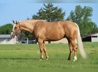 Caballo cuarto de milla, Yegua, 5 años, 160 cm, Palomino