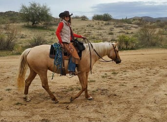 Caballo cuarto de milla, Yegua, 5 años, 160 cm, Palomino