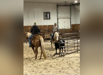 Caballo cuarto de milla, Yegua, 5 años, 160 cm, Palomino