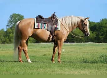 Caballo cuarto de milla, Yegua, 5 años, 160 cm, Palomino