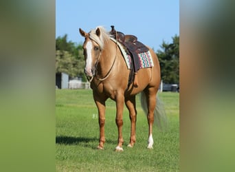 Caballo cuarto de milla, Yegua, 5 años, 160 cm, Palomino