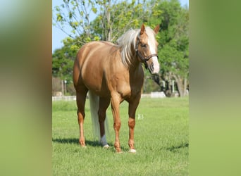 Caballo cuarto de milla, Yegua, 5 años, 160 cm, Palomino