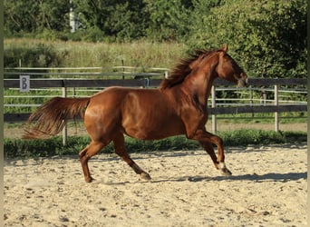 Caballo cuarto de milla Mestizo, Yegua, 5 años, 162 cm, Alazán