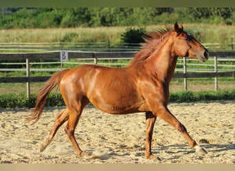 Caballo cuarto de milla Mestizo, Yegua, 5 años, 162 cm, Alazán