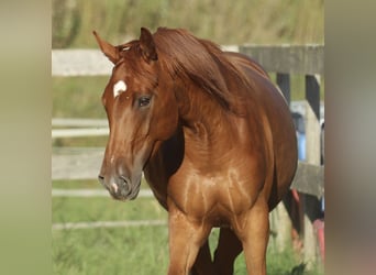 Caballo cuarto de milla Mestizo, Yegua, 5 años, 162 cm, Alazán