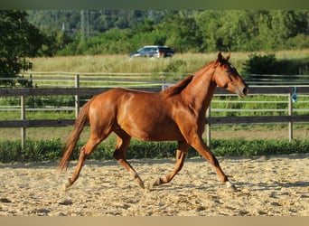 Caballo cuarto de milla Mestizo, Yegua, 5 años, 162 cm, Alazán