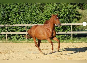 Caballo cuarto de milla Mestizo, Yegua, 5 años, 162 cm, Alazán