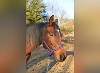 Caballo cuarto de milla, Yegua, 5 años, 165 cm, Castaño