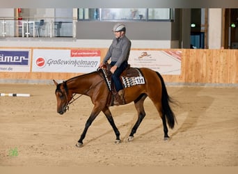 Caballo cuarto de milla, Yegua, 5 años, 165 cm, Castaño